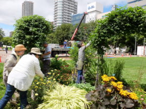 ホップのアーチを剪定する様子