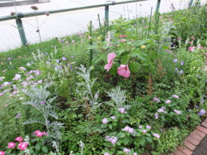 手入れ前の花壇写真(1枚目)