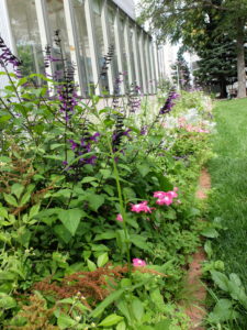 手入れ前の花壇写真(2枚目)