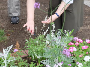 ブルーサルビア”シラス”の花殻を切っている様子