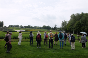花のまきばは、冬にはゲレンデに。ラベンダーやチューリップは圧雪車に耐えながら毎年春を待ちます。