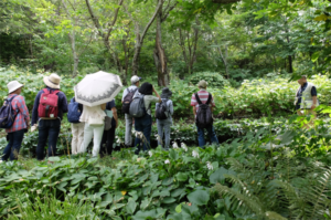 ここで見られるキレンゲショウマやメコノプシス（ヒマラヤの青いケシ）の管理にはフラワーガイドボランティアのみなさんが携わっています