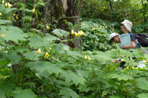 「こもれびの庭」キレンゲショウマ