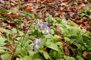レンゲショウマも見ごろ。うつむき加減が美しい花で、カメラマンに人気です。