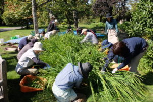 掘り起こす前にもさもさに生茂ったシベリアアヤメの葉を切る様子