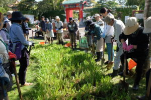 葉を切り落とした後の様子