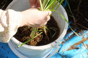 水で根を洗い、株分けしやすくしている様子
