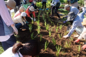 シベリアアヤメを花壇に戻す様子