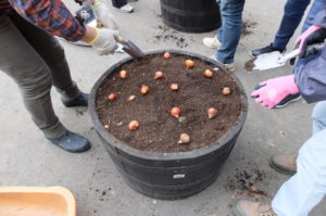 チューリップの球根を植える様子