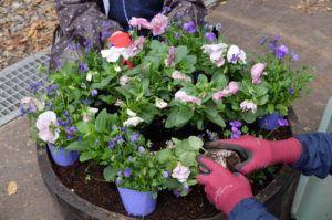 パンジーとビオラを植える様子