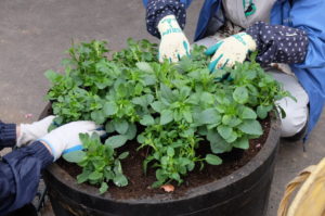 花や蕾を取る様子