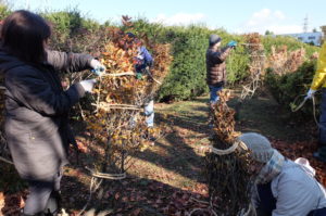 冬囲いの様子(段を作る方法)
