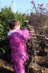 冬囲いの様子(くるくる巻きつける方法)