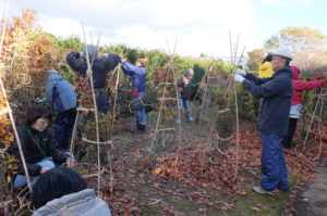 根曲竹を立てる様子