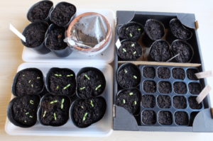 種まきセットお持ち帰りイメージ