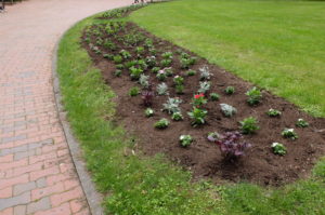 植込み後の様子