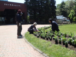 苗を並べている様子