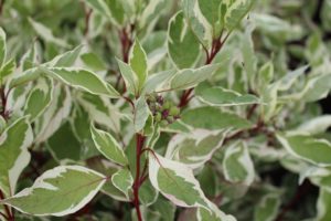 シラタマミズキ'エレガンティシマ'（イメージ画像）