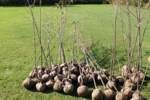 エゾヤマザクラの苗木。春の引換に比べ、苗木も大きく成長していました。