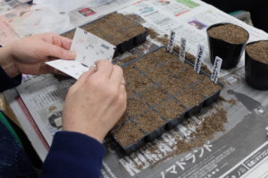 種まきの様子