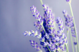 ラベンダー(開花イメージ)