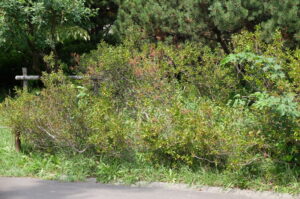 一部紅葉している様子