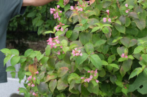 季節外れに花が咲いているタニウツギ