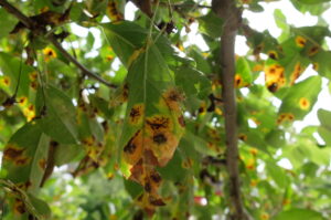さび病(ヒメリンゴ)の様子