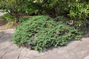 サビ病の冬の移住先(ビャクシン)