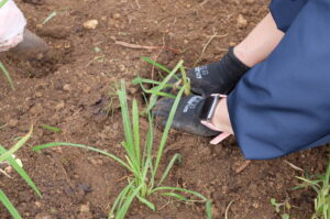 植え戻している様子