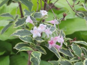 斑入りオオベニウツギ(開花イメージ)