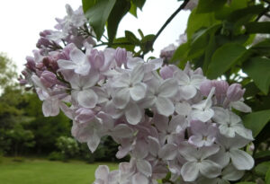 フレンチライラック（開花イメージ）