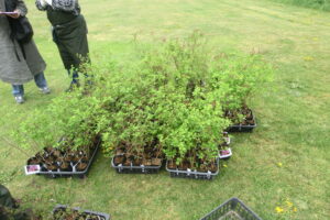 姫ライラックの苗木