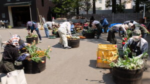 チューリップ等を抜き取る様子