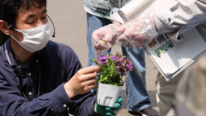 ペチュニアのお花を取っている様子