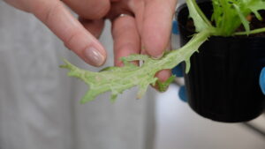 ハモグリバエの入った葉