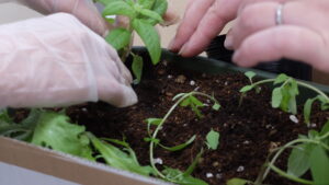 苗を植えている様子