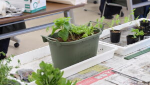 完成した寄せ植えの例