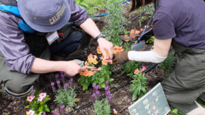 摘心している様子