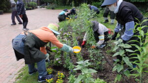 追肥している様子