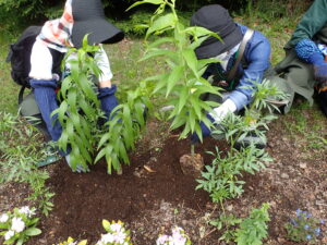 ユリを植え込む様子