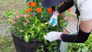 コリウスの切り戻し