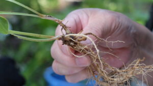 ギボウシ(小型品種)の芽