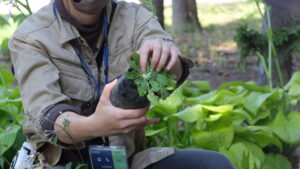 地上部に出来ているサクラソウの芽