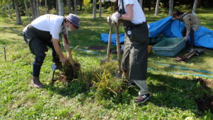 ヘメロカリスを掘り上げる様子