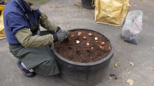チューリップの球根を植え込む様子