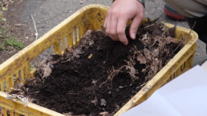 去年のガーデニング講座受講者さんがつくった落ち葉堆肥