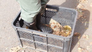 落ち葉を踏み固めている足元の様子