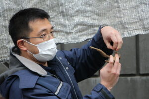 ダリアの球根を分球する様子