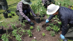 植え込み作業中の様子